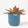 PEPEROMIA CAPERATA ROSSO® MACETA 6CM
