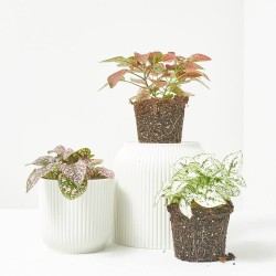HYPOESTES MIXTO MACETA 9CM