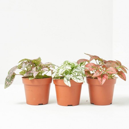 HYPOESTES MIXTO MACETA 9CM