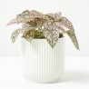 HYPOESTES MIXTO MACETA 9CM