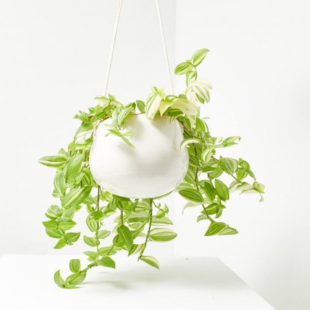 TRADESCANTIA VARIEDADES M-17 COLGADOR