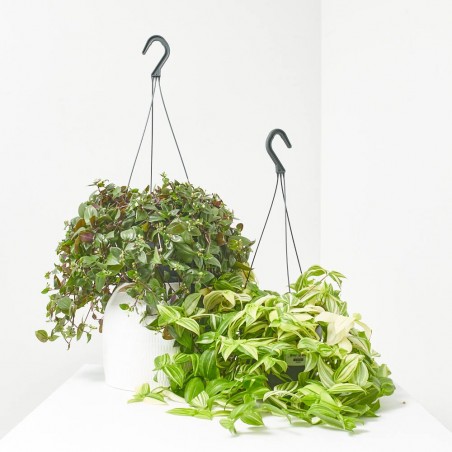 TRADESCANTIA VARIEDADES M-17 COLGADOR