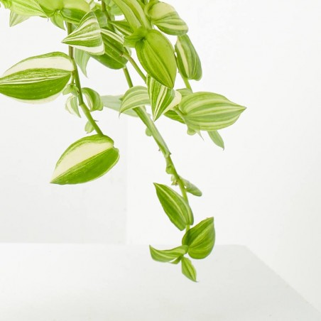 TRADESCANTIA VARIEDADES M-17 COLGADOR