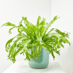ASPLENIUM CRISSIE M-20 COLGADOR