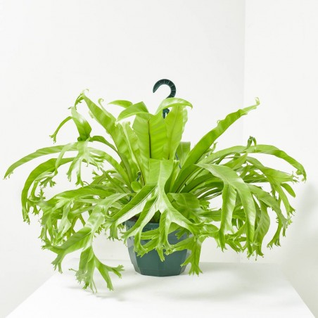 ASPLENIUM CRISSIE M-20 COLGADOR