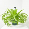 ASPLENIUM CRISSIE M-20 COLGADOR