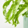 ASPLENIUM CRISSIE M-20 COLGADOR