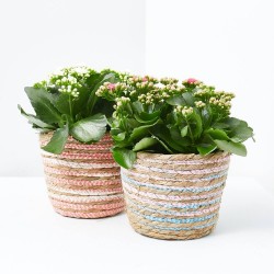 KALANCHOE ROSALINA CON MACETERO RAFIA COLOURS M-15