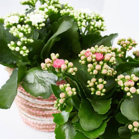 KALANCHOE ROSALINA CON MACETERO RAFIA COLOURS M-15