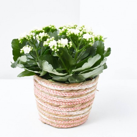 KALANCHOE ROSALINA CON MACETERO RAFIA COLOURS M-15