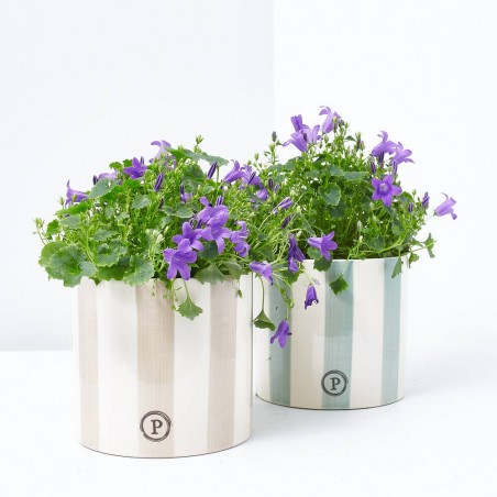 CAMPANULA AZUL C/CUBRE RAYAS M-12CM