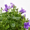 CAMPANULA AZUL C/CUBRE RAYAS M-12CM