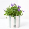 CAMPANULA AZUL C/CUBRE RAYAS M-12CM