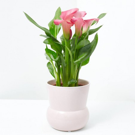 CALA ROSA C/CUBRE VASE ROSA M-12CM