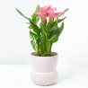 CALA ROSA C/CUBRE VASE ROSA M-12CM