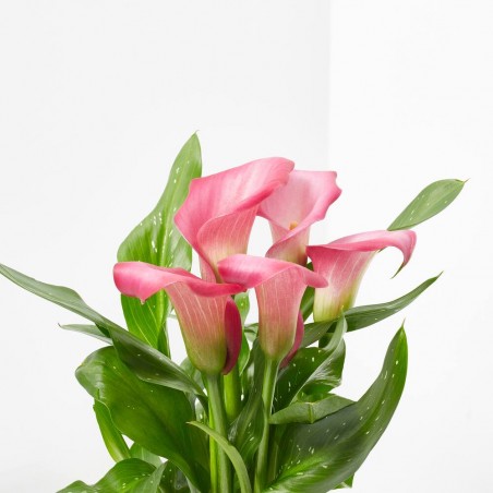 CALA ROSA C/CUBRE VASE ROSA M-12CM