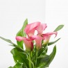 CALA ROSA C/CUBRE VASE ROSA M-12CM