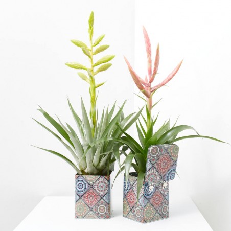 BROMELIA EN LATA DECORADA M-12