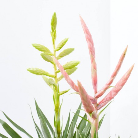 BROMELIA EN LATA DECORADA M-12