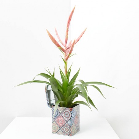 BROMELIA EN LATA DECORADA M-12