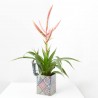 BROMELIA EN LATA DECORADA M-12