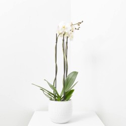ORQUÍDEA PHALAEONOPSIS BLANCA 3 TALLOS CON MACETERO