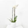 ORQUÍDEA PHALAEONOPSIS BLANCA 3 TALLOS CON MACETERO