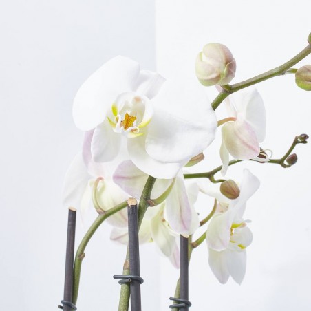 ORQUÍDEA PHALAEONOPSIS BLANCA 3 TALLOS CON MACETERO