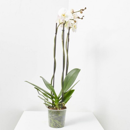 ORQUÍDEA PHALAEONOPSIS BLANCA 3 TALLOS CON MACETERO