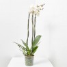 ORQUÍDEA PHALAEONOPSIS BLANCA 3 TALLOS CON MACETERO