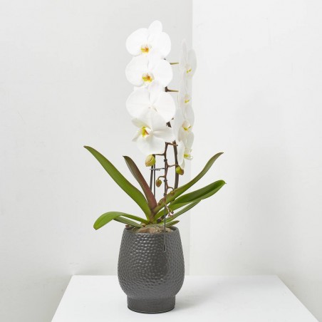 ORQUÍDEA PHALAENOPSIS BLANCA FORMIDABLO 12CM