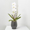 ORQUÍDEA PHALAENOPSIS BLANCA FORMIDABLO 12CM