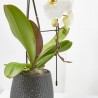 ORQUÍDEA PHALAENOPSIS BLANCA FORMIDABLO 12CM