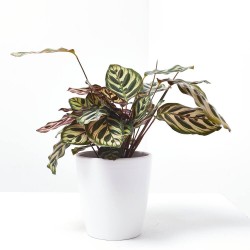 CALATHEA MAKOYANA