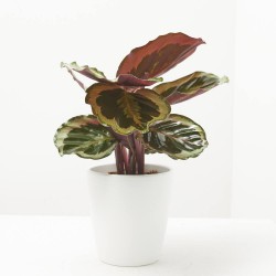 CALATHEA MEDAILLON M-12