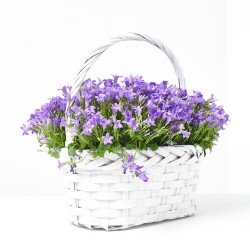 CAMPANULA ADENDA CESTA