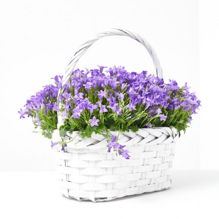 CAMPANULA ADENDA CESTA