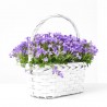 CAMPANULA ADENDA CESTA