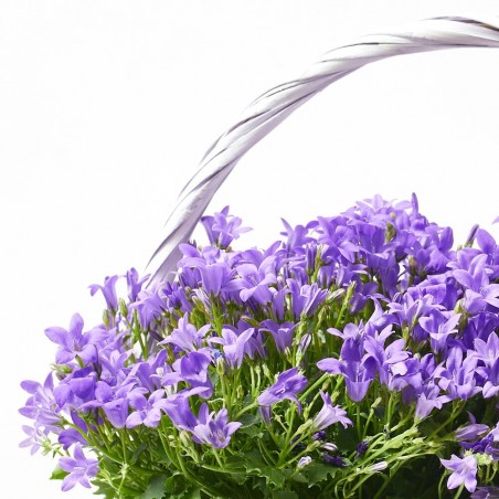 CAMPANULA ADENDA CESTA