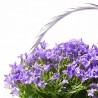 CAMPANULA ADENDA CESTA