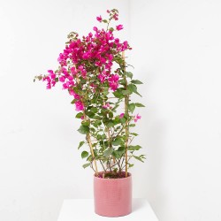 BOUGANVILLA ESPALDERA M-23