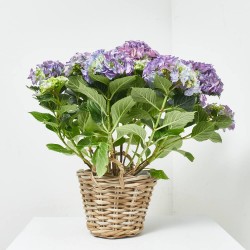 HORTENSIA AZUL MACETA 3L + MACETERO CESTA