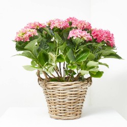 HORTENSIA ROSA MACETA 3L + MACETERO CESTA