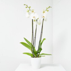 ORQUÍDEA PHALAENOPSIS 3TALLOS BLANCA + CUBRE THALIA BLANCO