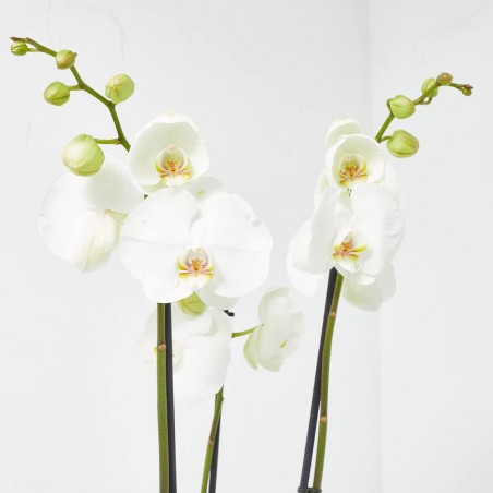 ORQUÍDEA PHALAENOPSIS 3TALLOS BLANCA + CUBRE THALIA BLANCO