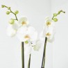 ORQUÍDEA PHALAENOPSIS 3TALLOS BLANCA + CUBRE THALIA BLANCO
