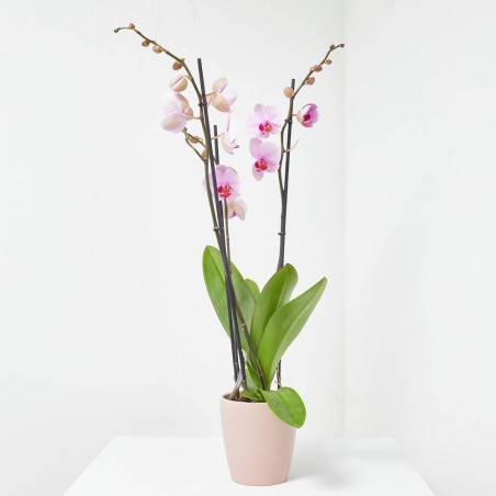 ORQUÍDEA PHALAENOPSIS 3TALLOS ROSA + CUBRE THALIA ROSA