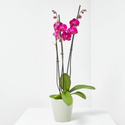 ORQUÍDEA PHALAENOPSIS 3TALLOS FUCSIA + CUBRE THALIA VERDE AGUA