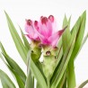 CURCUMA BICOLOR C/CUBRE ROSA M-14CM