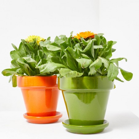 CALENDULA M-13